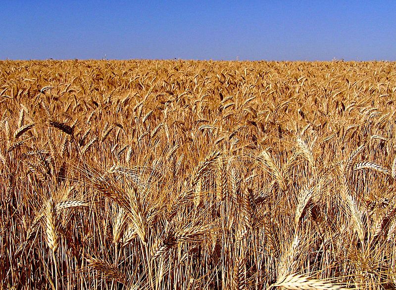 A 4 degrees Celsius average temperature increase could be disastrous for agriculture 