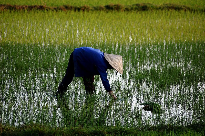 Climate change in South and South-east Asia is expected to reduce agricultural productivity by as much as 50% during the next thirty years