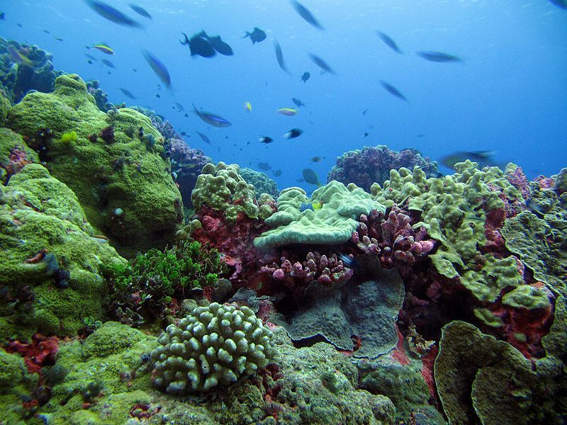 Phoenix Islands Protected Area and the Pacific Remote Islands Marine National Monument account for nearly 250,000 square miles of protected marine areas.