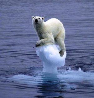 A polar bear surviving melting ice