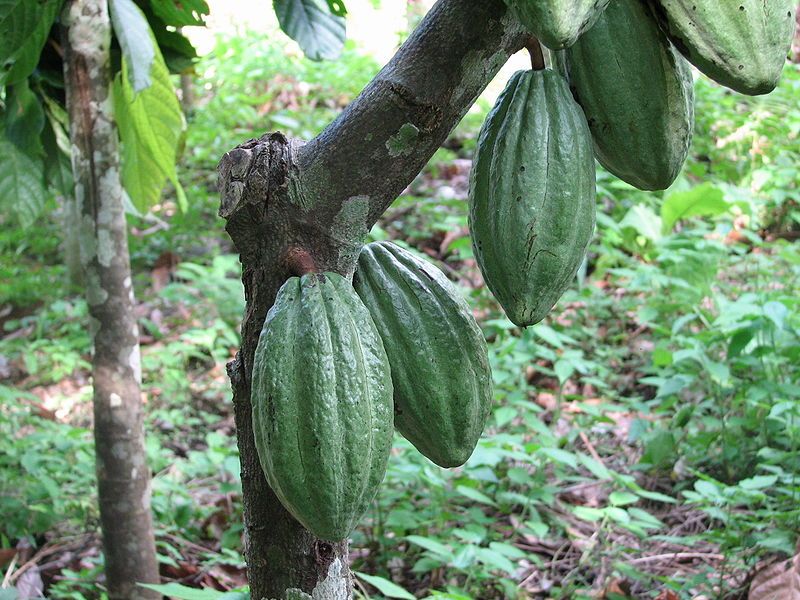 Cocoa is akey part of the Fairtrade portfolio