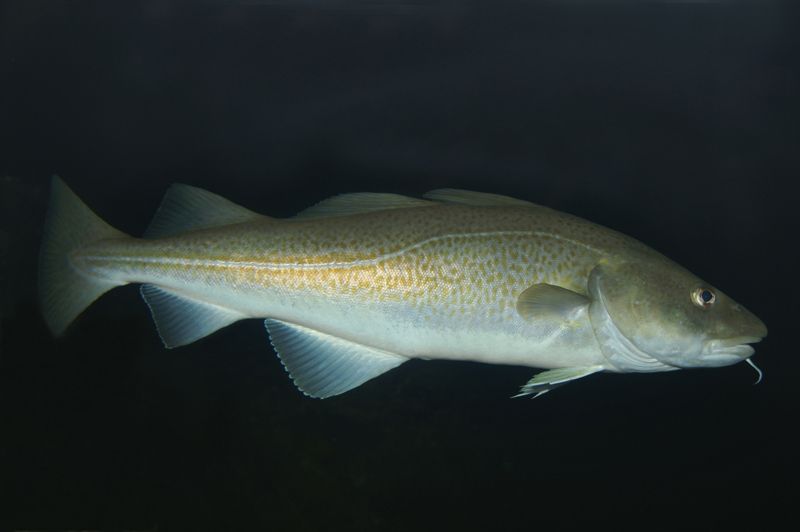 Atlantic Cod are a prime example of a depleted fish stock.