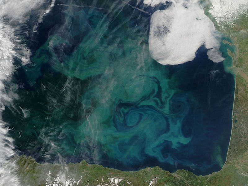An algal bloom from space.